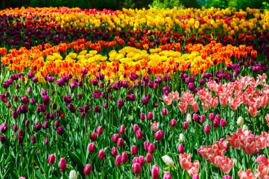  İnanılmaz renkli Lale bahçesinde görünümünü. 
