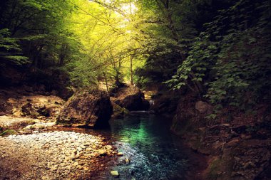  Muhteşem orman manzara.