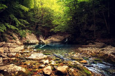  Muhteşem orman manzara.