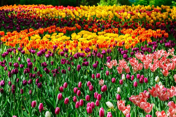 Incredibile vista di tulipani colorati in giardino . — Foto Stock