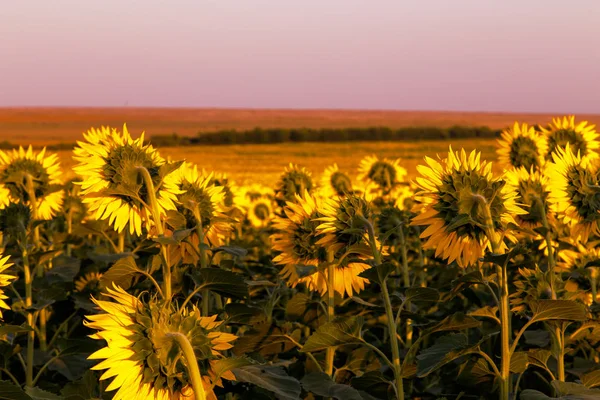 Sonnenblumenfeld bei Sonnenuntergang. — Stockfoto