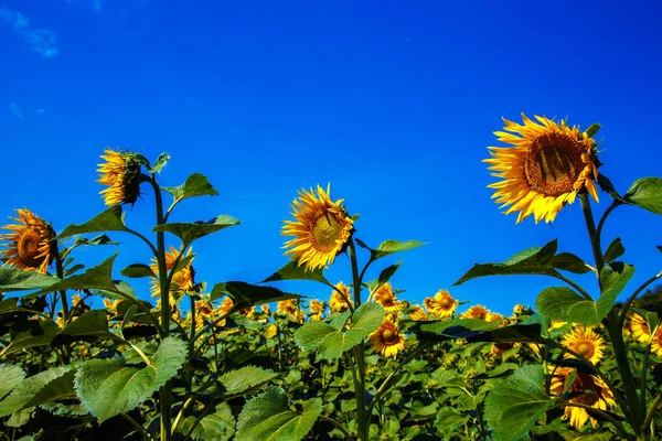 Field of sunflowers in the summer noon. — Stock Photo, Image