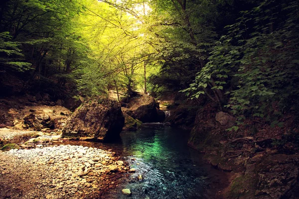  Muhteşem orman manzara.