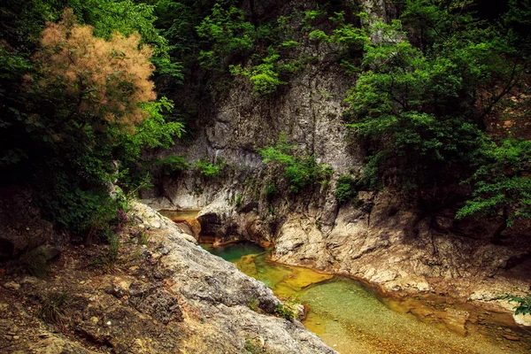 Muhteşem orman manzara.