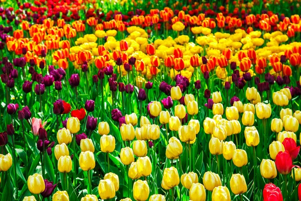 Incredibile vista di tulipani colorati in giardino . — Foto Stock