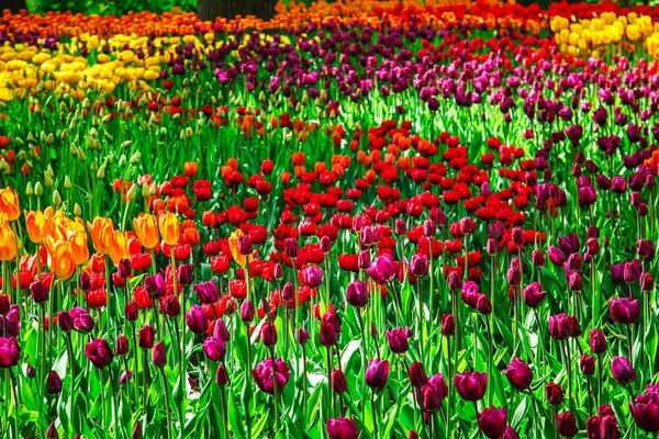 Incredibile vista di tulipani colorati in giardino . — Foto Stock