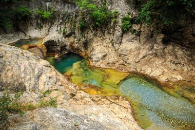  Muhteşem orman manzara.
