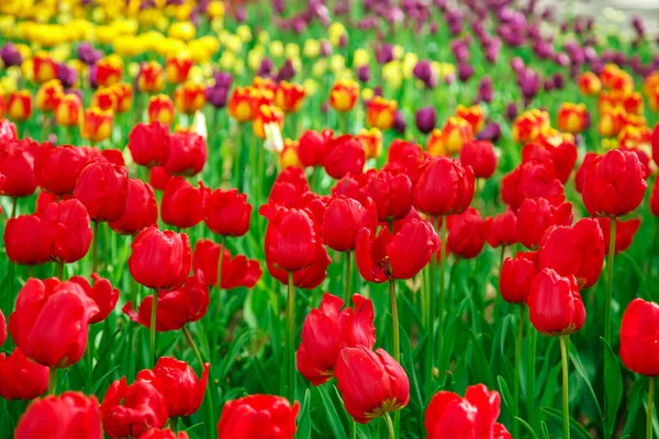 Incredibile vista di tulipani colorati in giardino . — Foto Stock