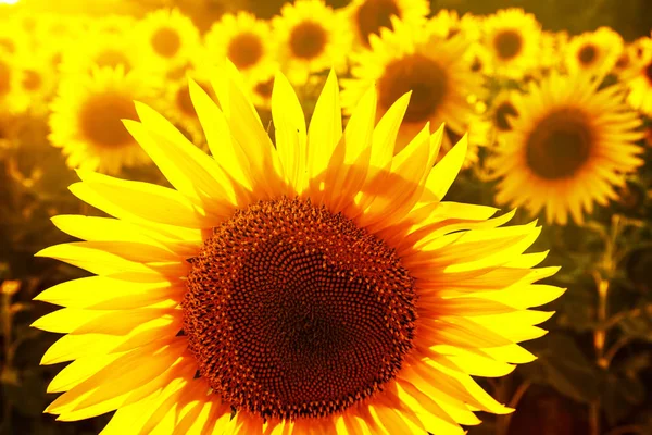 Gün batımında ayçiçeği tarlası. 