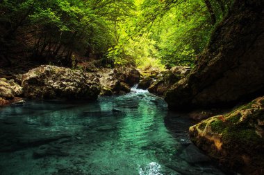 Muhteşem orman manzara.