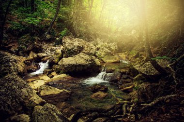 Muhteşem orman manzara.