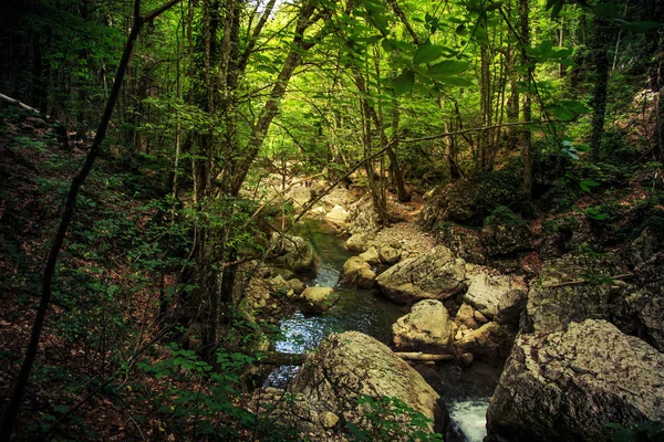 Paisagem florestal incrível . — Fotografia de Stock