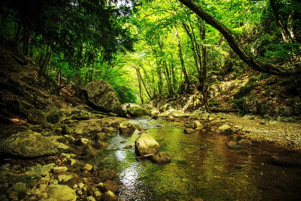 Muhteşem orman manzara.