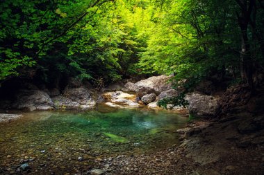Muhteşem orman manzara.