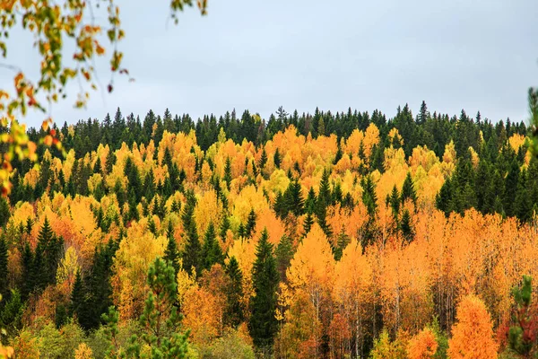 黄色と緑の木秋の森、カレリア共和国、ロシア. — ストック写真