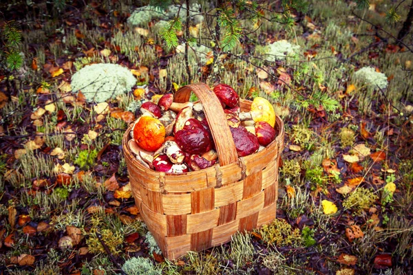 Korb mit Pilzen. — Stockfoto