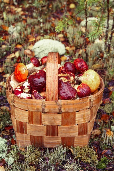Basket with mushrooms. — Stock Photo, Image