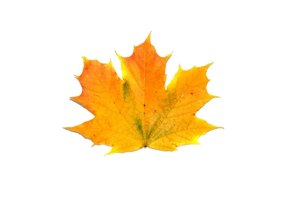 Folha de bordo brilhante. O símbolo do outono . — Fotografia de Stock