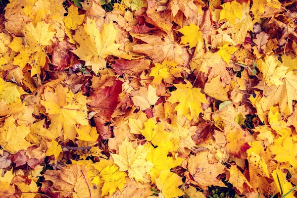 Πεσμένα φύλλα στο φθινόπωρο δάσος. — Φωτογραφία Αρχείου