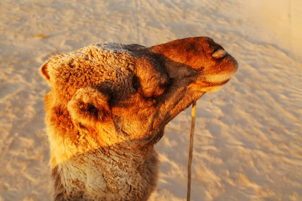 Camelo no deserto do Saara . — Fotografia de Stock