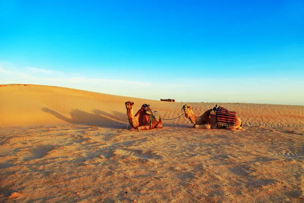 Velbloudi v poušti Sahara. — Stock fotografie