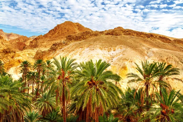 Dağ Oasis Chebika doğal görünümü.