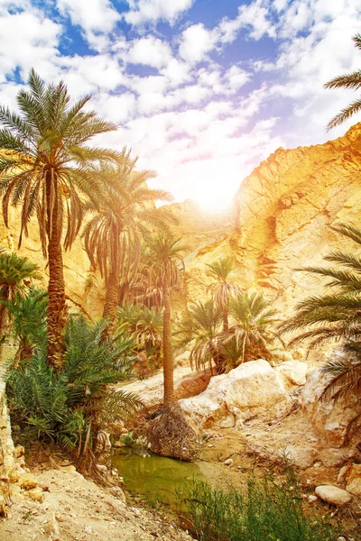 Dağ Oasis Chebika doğal görünümü. 