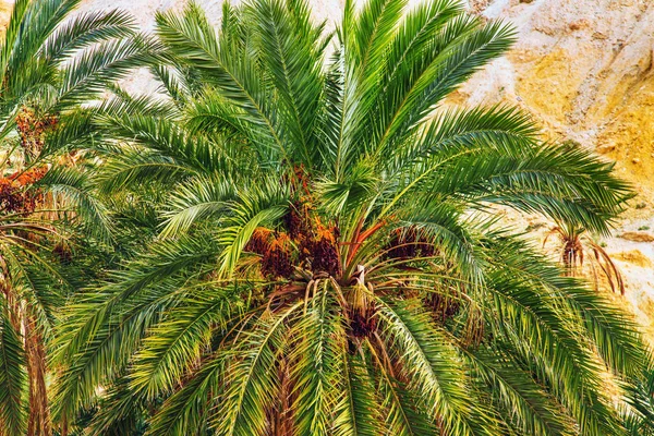 Tarihi avuç içi dağ oasis Chebika.