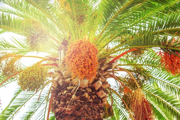 Close-Up bir palmiye ağacı üzerinde olgunlaşmış tarihleri. — Stok fotoğraf