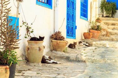 Kediler içinde beyaz-mavi şehir, Sidi Bou Said, Tunus. 