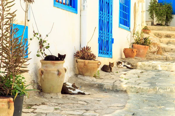 Gatti nella città bianco-blu di Sidi Bou Said, Tunisia . — Foto Stock