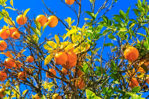 Orange tree with ripe fruits against the sky. — Stock Photo, Image