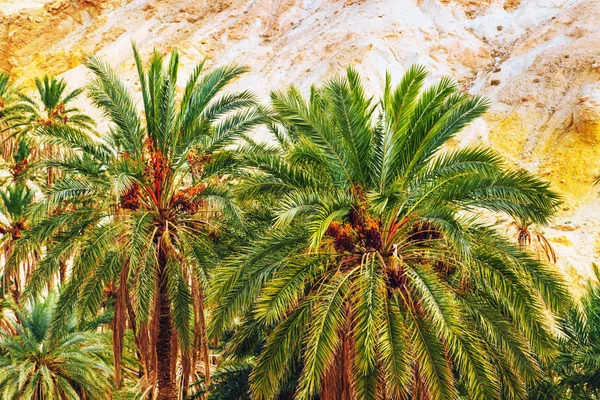 Datlové palmy v horské oázy Chebika. — Stock fotografie