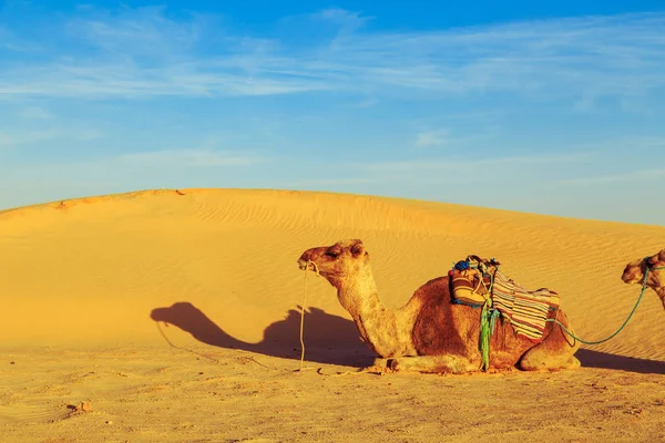 Velbloud v poušti sahara. — Stock fotografie