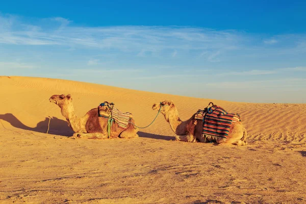 Velbloudi v poušti Sahara. — Stock fotografie