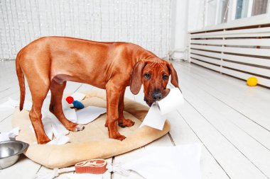 Naughty puppy made a mess in the apartment. clipart