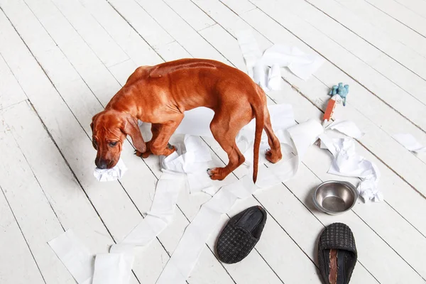 Naughty puppy made a mess in the apartment. — Stock Photo, Image
