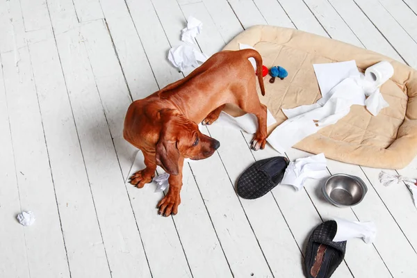 Naughty puppy made a mess in the apartment. — Stock Photo, Image