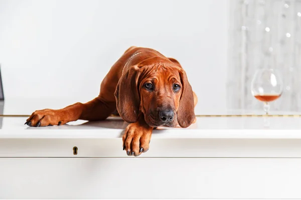 Funny red-haired puppy lying on the piano. — Stock Photo, Image