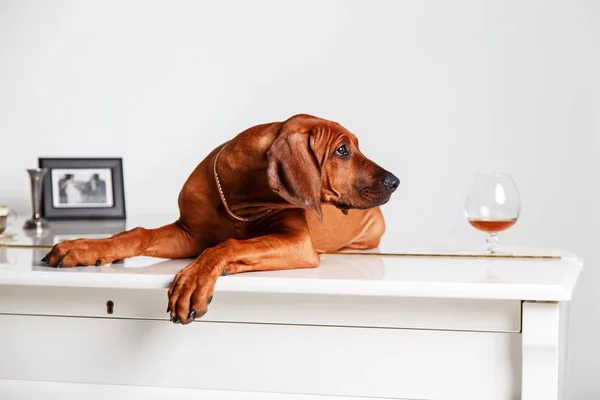 Funny red-haired puppy lying on the piano. — Stock Photo, Image