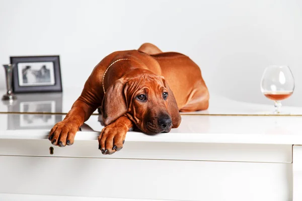 Funny red-haired puppy lying on the piano. — Stock Photo, Image