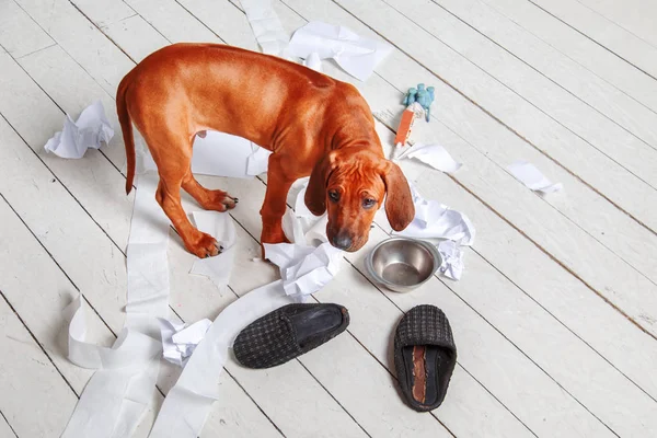 Naughty puppy made a mess in the apartment. — Stock Photo, Image