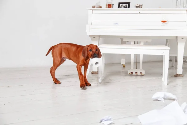 Naughty puppy made a mess in the apartment. — Stock Photo, Image