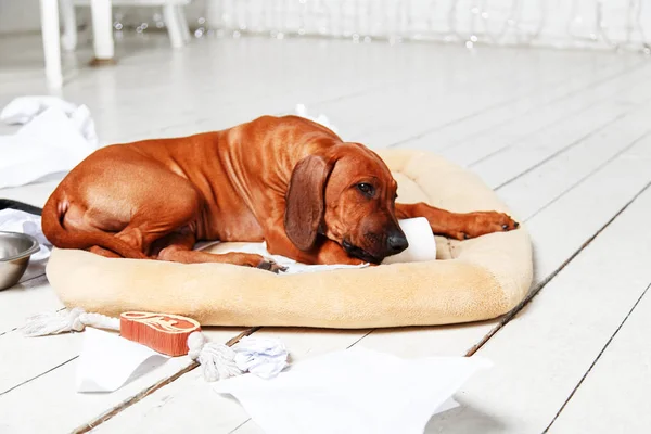 Naughty puppy made a mess in the apartment. — Stock Photo, Image