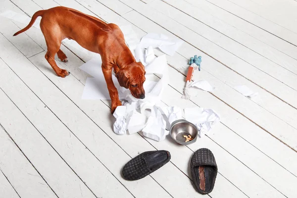 Naughty puppy made a mess in the apartment. — Stock Photo, Image