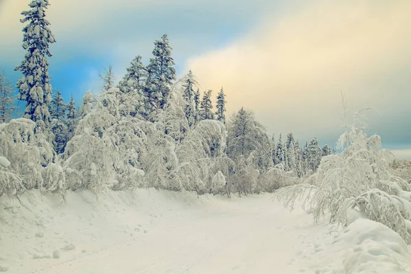 Vackra vinterlandskap med snötäckta träd. — Stockfoto