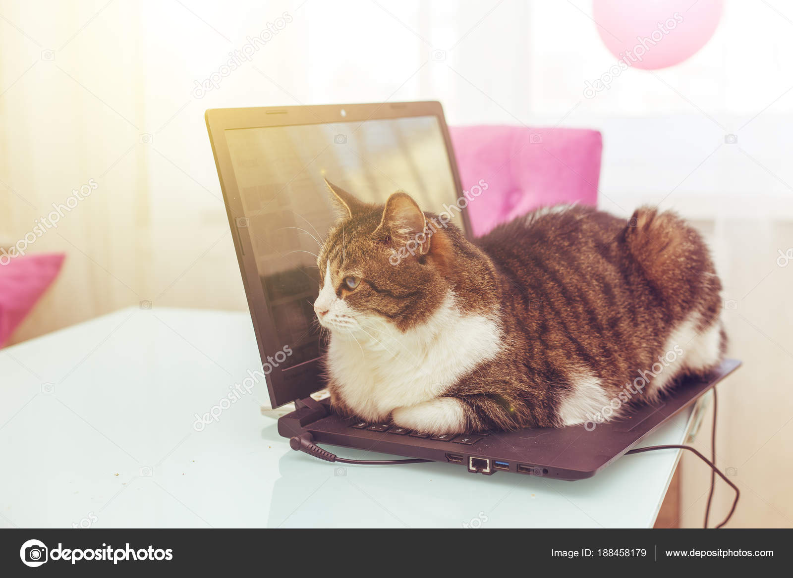 Haker Kot Leży Na Klawiaturze Laptopa Zdjęcie Stockowe