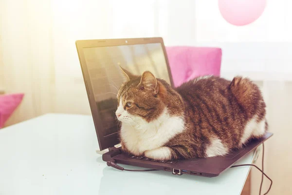Cat hacker se encuentra en el teclado del ordenador portátil . —  Fotos de Stock
