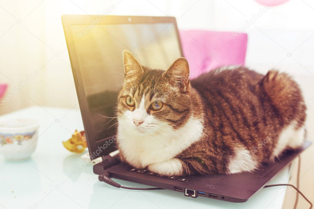 Cat hacker lies on the laptop keyboard. 