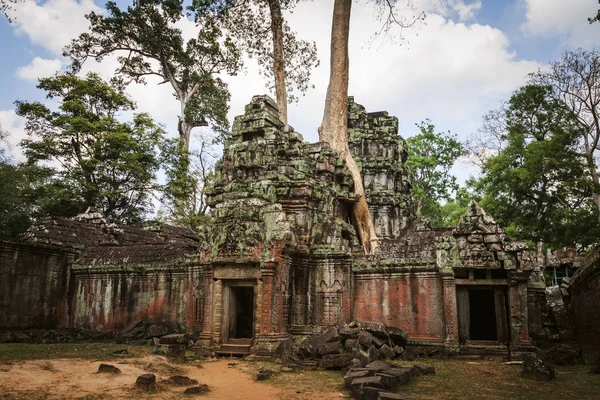 Ta prohm Tempel - eine Symbiose aus Wurzeln und Steinen. — Stockfoto